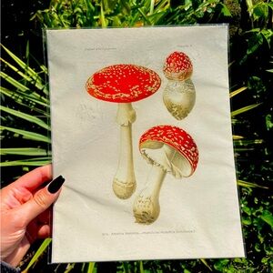 Magic Mushrooms Print By Curious Prints
